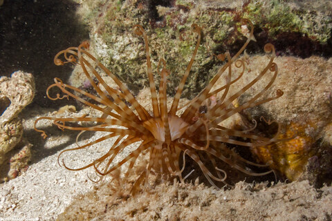 Isarachnanthus nocturnus (Banded Tube-Dwelling Anemone)