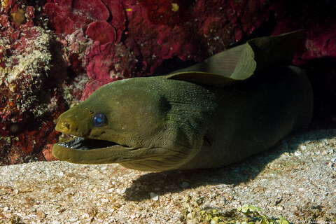 Gymnothorax funebris (Green Moray)