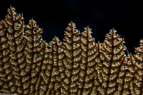 Gorgonia ventalina (Common Sea Fan)