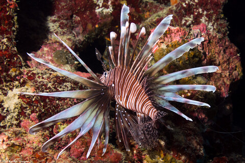 Pterois volitans (Red Lionfish)