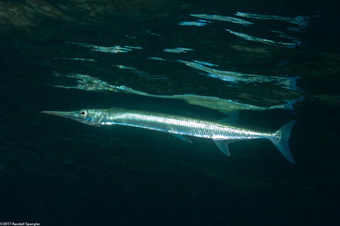 Tylosurus crocodilus (Houndfish)