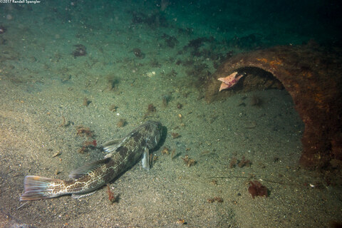 Lingcod at the end of the Big Pipe at San Carlos Beach
