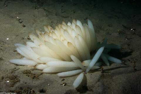 Doryteuthis opalescens (Market Squid)
