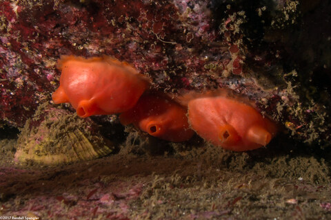 Cnemidocarpa finmarkiensis (Shiny Orange Sea Squirt)