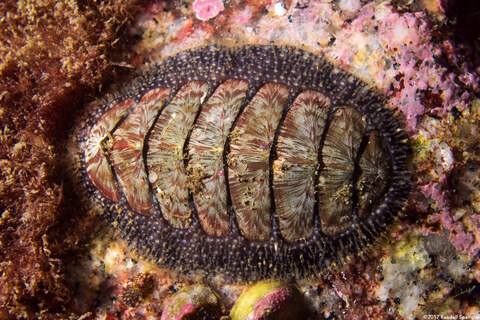 Mopalia lignosa (Woody Chiton)