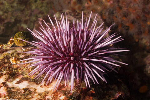 Strongylocentrotus purpuratus (Purple Sea Urchin)