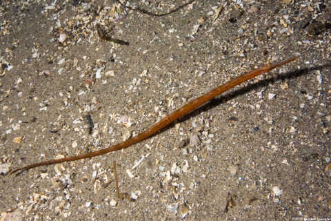 Syngnathus leptorhynchus (Bay Pipefish)