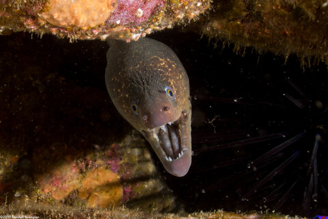 Gymnothorax mordax (California Moray)