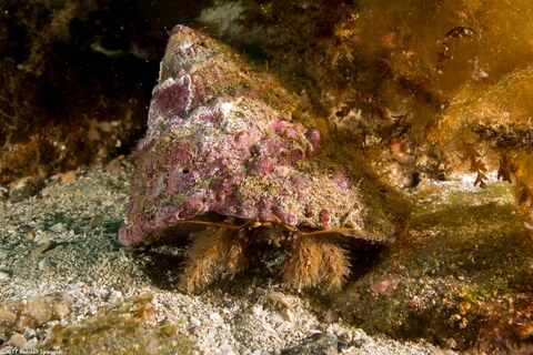 Paguristes ulreyi (Furry Hermit Crab)