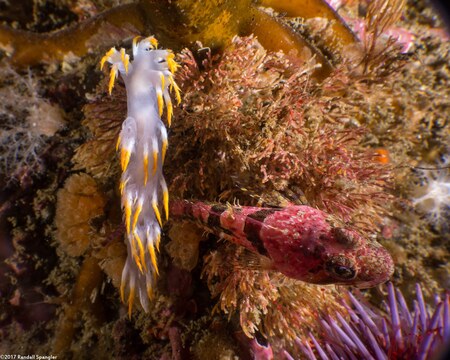 Artedius corallinus (Coralline Sculpin)