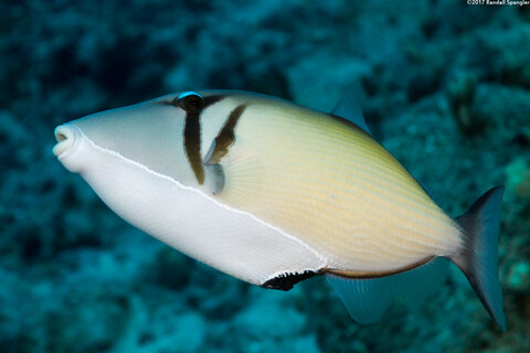 Sufflamen bursa (Scythe Triggerfish)