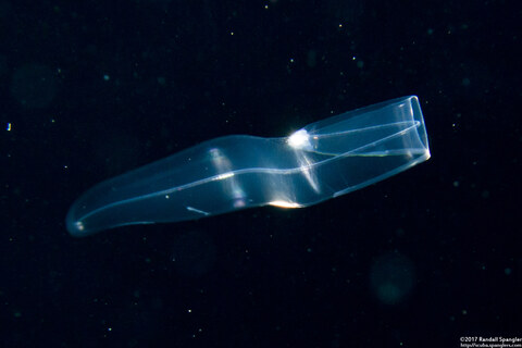 Gymnothorax sp. (Larval Eel)