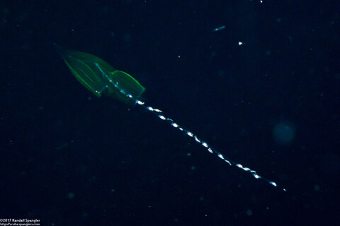 Chelophyes appendiculata (Chelophyes Appendiculata)