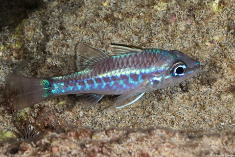 Pristiapogon kallopterus (Iridescent Cardinalfish)