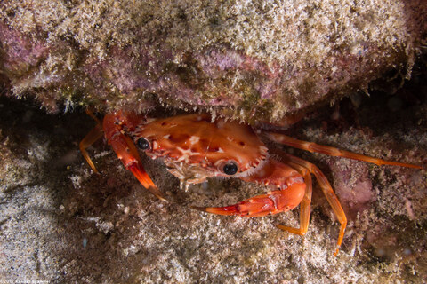 Gonioinfradens paucidentatus (Red Swimming Crab)