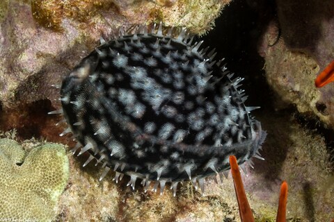 Cypraea tigris (Tiger Cowry)