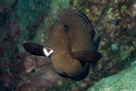 Ctenochaetus hawaiiensis (Black Surgeonfish)