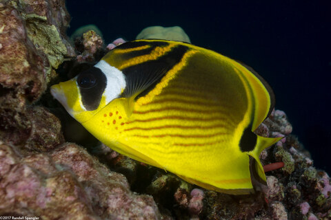 Chaetodon lunula (Raccoon Butterflyfish)