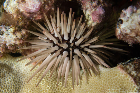 Echinometra mathaei (Rock-Boring Urchin)