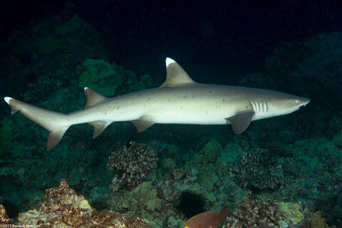 Triaenodon obesus (Whitetip Reef Shark)