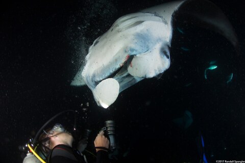 Mobula alfredi (Coastal Manta Ray)