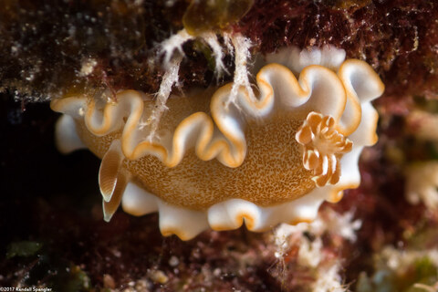 Glossodoris rufomarginata (White-Margin Nudibranch)