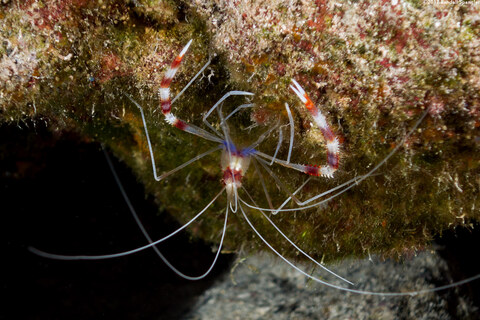 Stenopus hispidus (Banded Coral Shrimp)