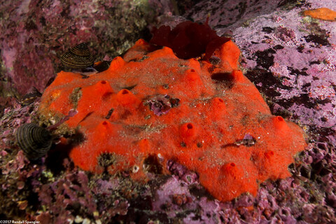 Acarnus erithacus (Red Volcano Sponge)