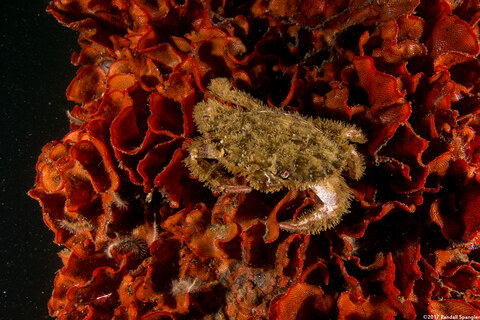 Watersipora subtorquata (Red-Rust Bryozoan)