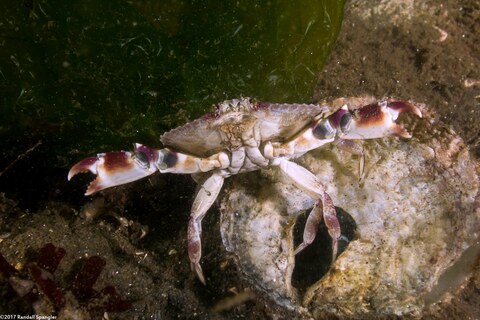 Cancer productus (Red Rock Crab)
