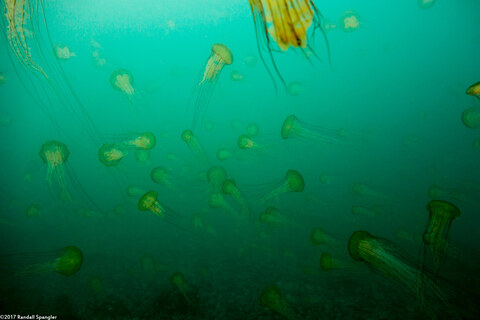 Chrysaora fuscescens (Brown Jellyfish); Jellyfish swarm