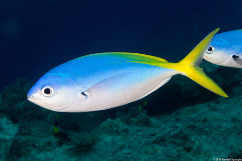Caesio teres (Blue and Yellow Fusilier)
