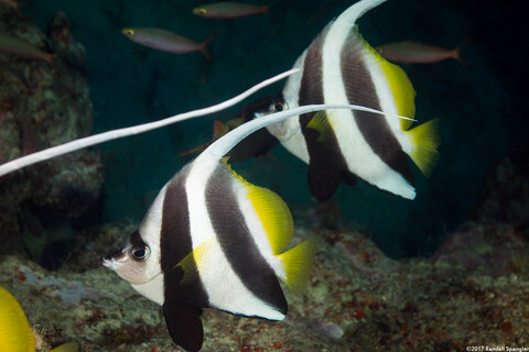 Heniochus acuminatus (Longfin Bannerfish)