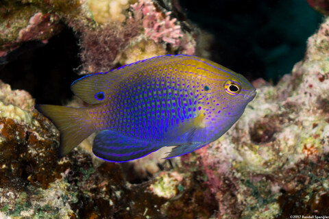 Pomacentrus vaiuli (Princess Damsel)