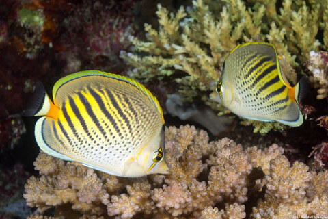Chaetodon pelewensis (Dot & Dash Butterflyfish)