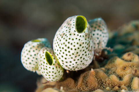 Atriolum robustum (Robust Sea Squirt)