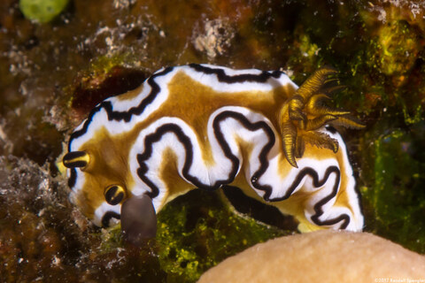 Doriprismatica sibogae (Doriprismatica Sibogae)