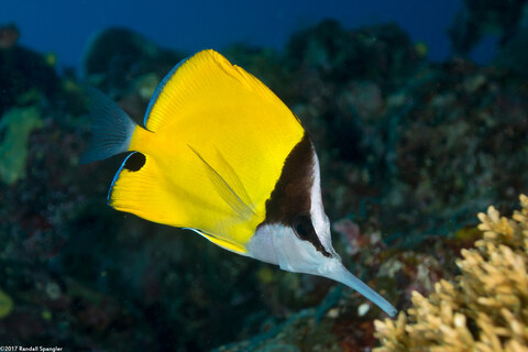Forcipiger flavissimus (Common Longnose Butterflyfish)