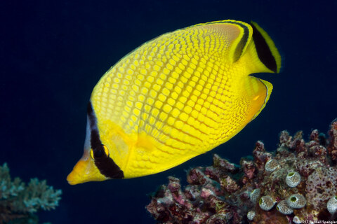 Chaetodon rafflesii (Latticed Butterflyfish)