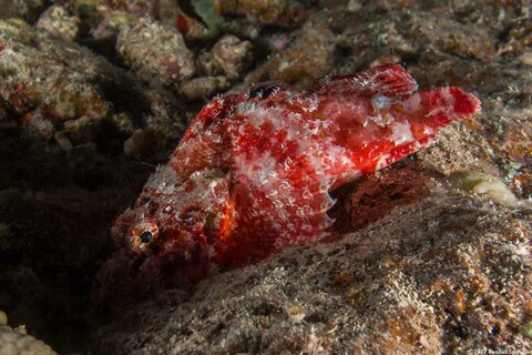 Scorpaenopsis papuensis (Papuan Scorpionfish)