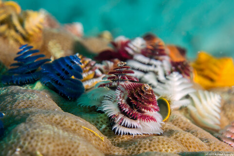Spirobranchus sp.1 (Christmas Tree Worm)