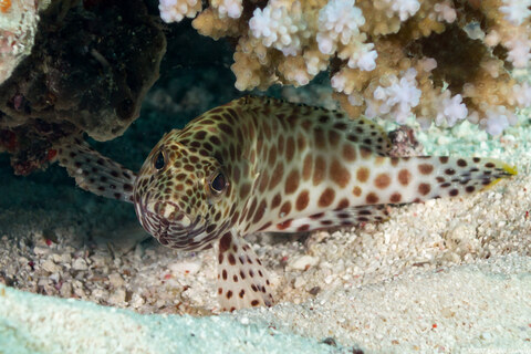 Epinephelus merra (Honeycomb Grouper)