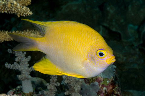Amblyglyphidodon aureus (Golden Damsel)