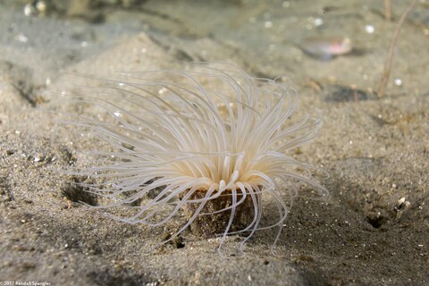 Pachycerianthus fimbriatus (Tube-Dwelling Anemone)