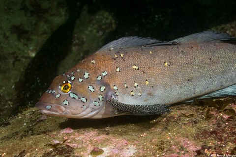 Hexagrammos decagrammus (Kelp Greenling)