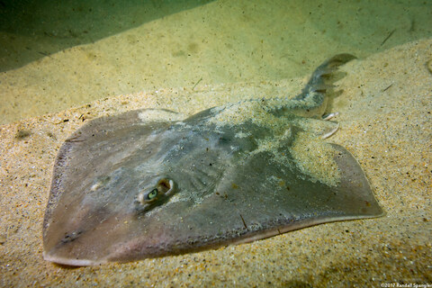 Platyrhinoidis triseriata (Thornback)