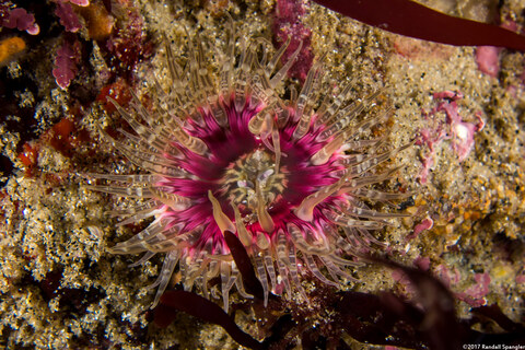 Anthopleura artemisia (Moonglow Anemone)