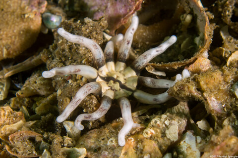 Halcampa decemtentaculata (Burrowing Anemone)