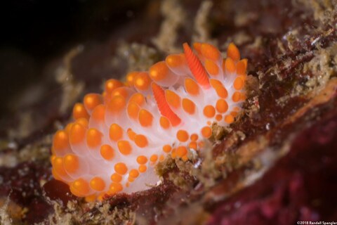 Limacia cockerelli (Cockerell's Dorid)