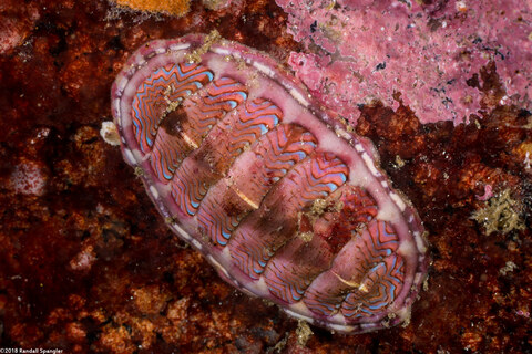 Tonicella lokii (Flame Lined Chiton)